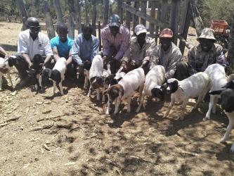 Commercialisation Of Sheep Farming Venture Through Estrous Synchronisation In Laikipia.